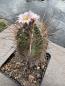 Preview: Thelocactus lausseri